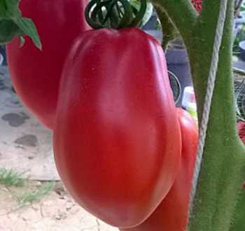 tomate cabosse