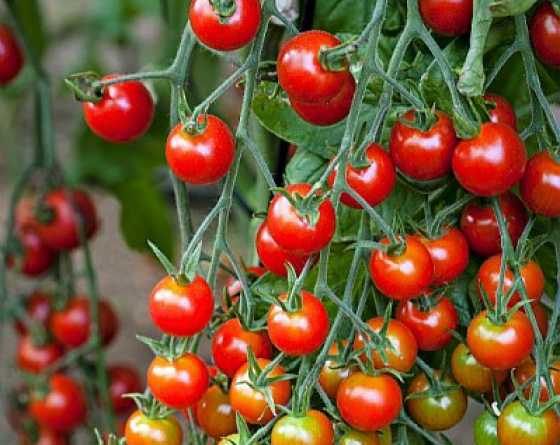 Semence : tomate cerise (supersweet)