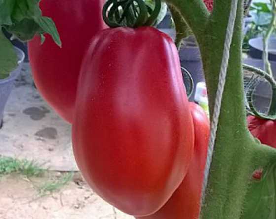 tomate cabosse